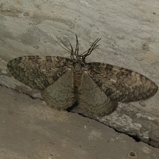 Epirrita christyi/dilutata