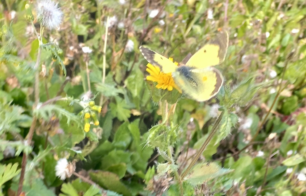 Colias erate - csángó-kéneslepke