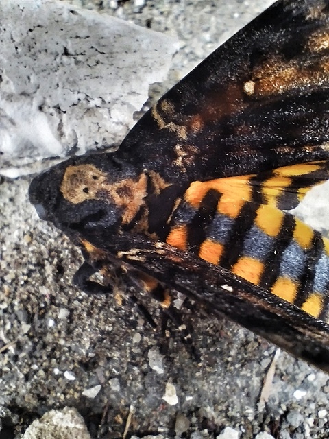 Acherontia atropos - halálfejes lepke