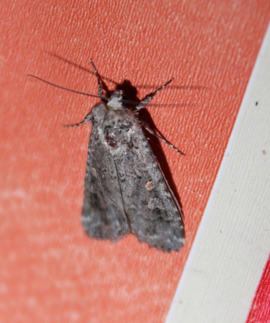 Spodoptera exigua - apró jegyesbagoly