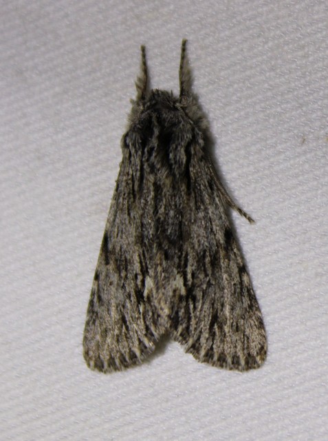 Asteroscopus sphinx - csillagnéző bundásbagoly