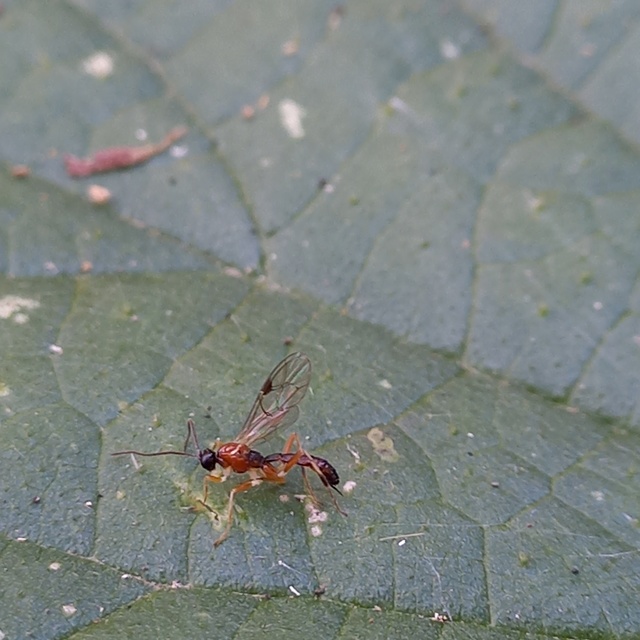 Zatypota percontatoria Zatypota percontatoria