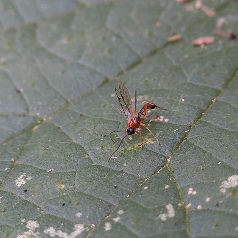 Zatypota percontatoria
