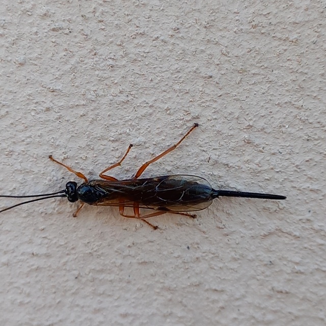 Scambus nigricans