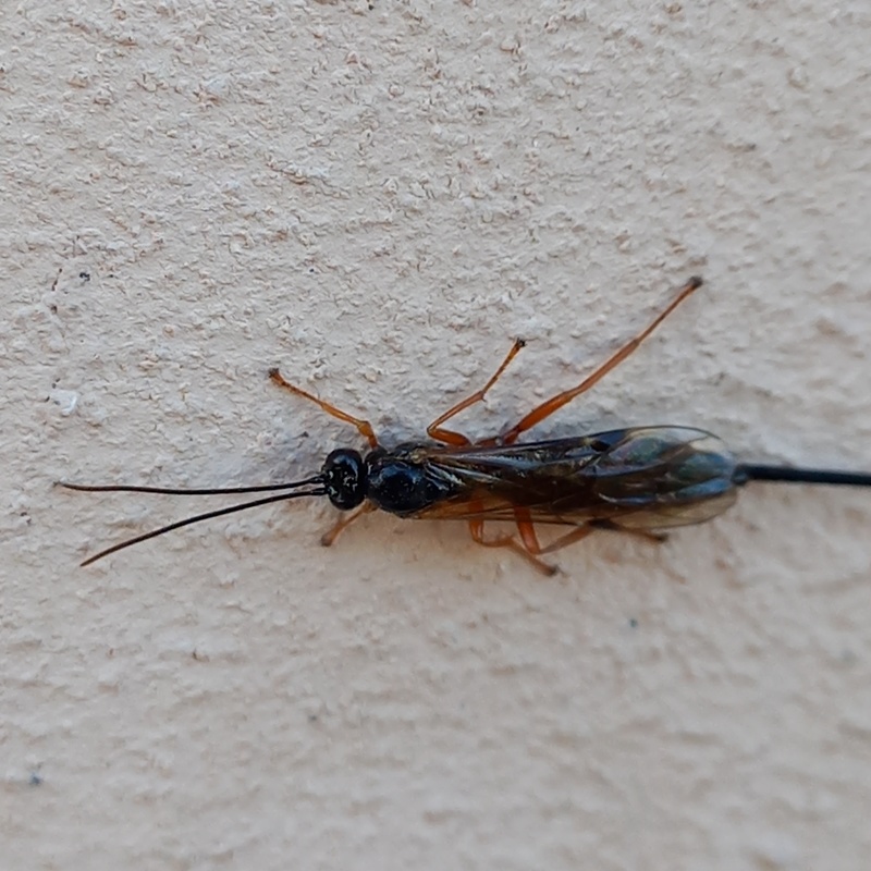 Scambus nigricans