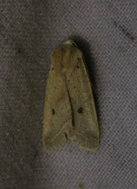 Leptologia macilenta - gyertyán-őszibagoly