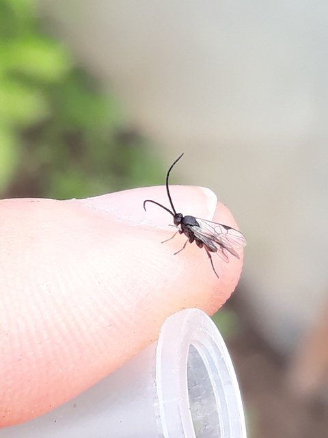Microgastrinae