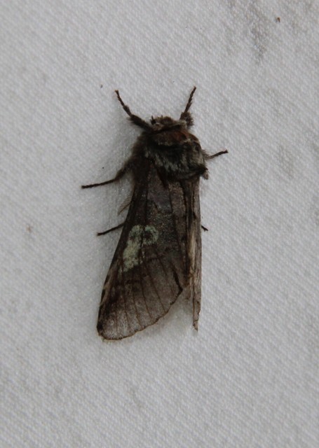 Diloba caeruleocephala - őszi kékesbagoly