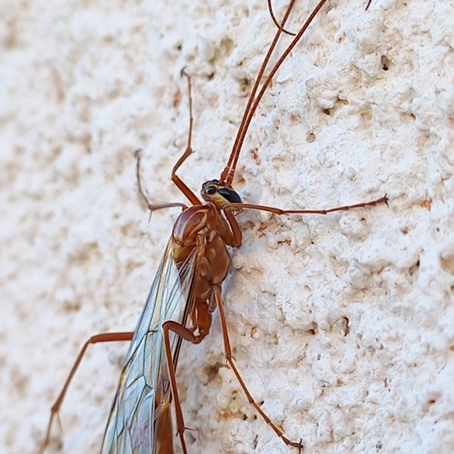 Ophion obscuratus