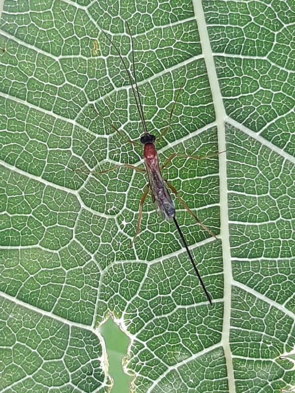 Macrocentrus