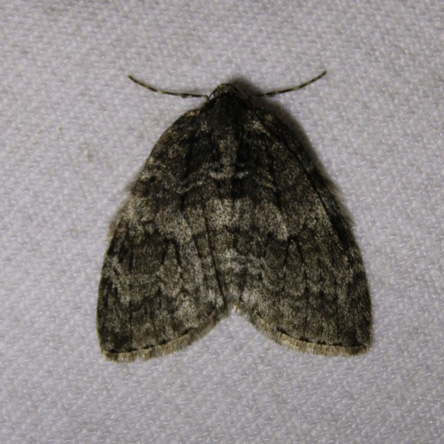 Epirrita christyi/dilutata