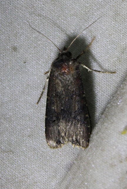 Agrotis ipsilon - nagy földibagoly