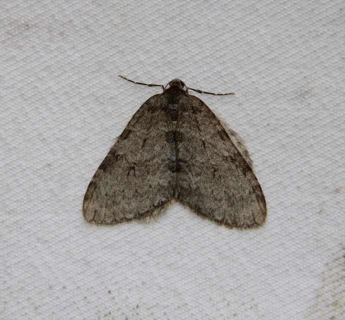 Epirrita christyi/dilutata