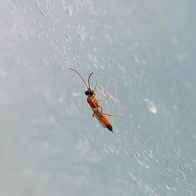 Diadromus collaris