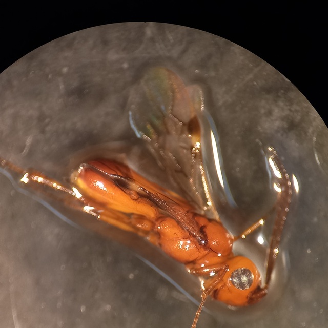 Phanerotomini