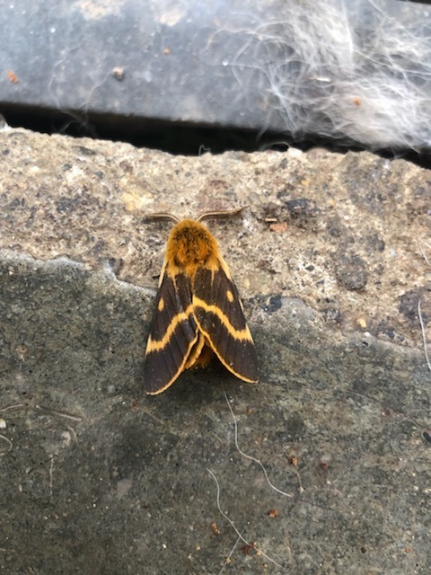 Lemonia dumi - sávos szövő