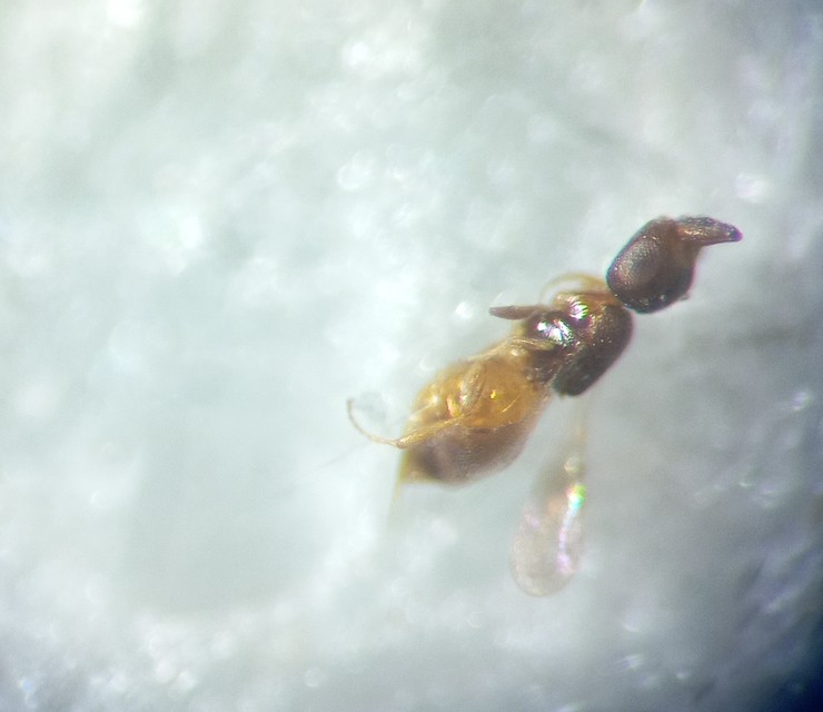 Ceraphronidae