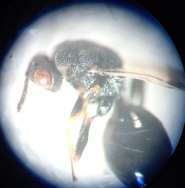Sycophila biguttata