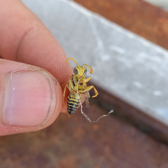 Polistes nimpha - padlásdarázs