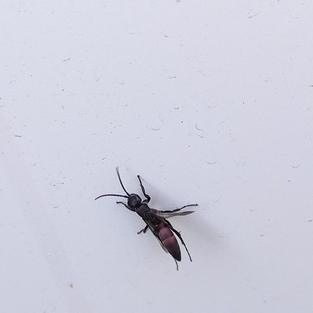 Aporus unicolor