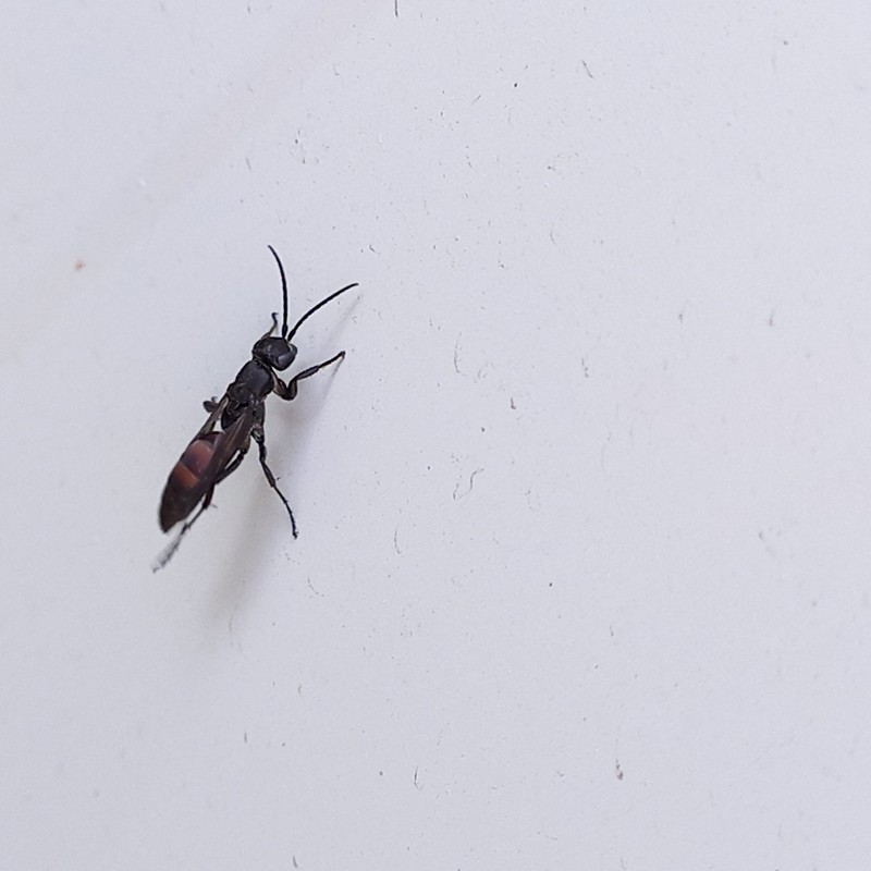 Aporus unicolor