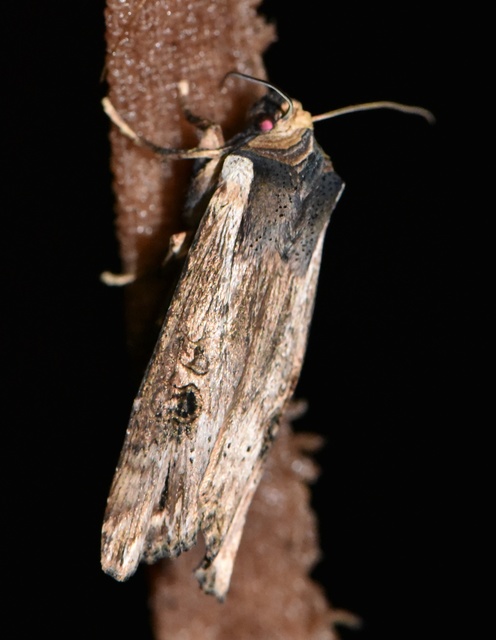 Xylena exsoleta - szürke fabagoly
