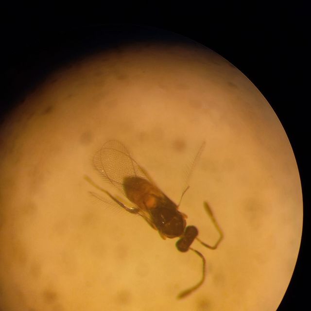 Gonatocerus