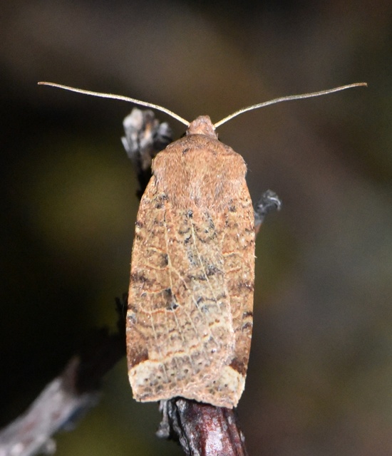 Conistra veronicae - veronika-őszibagoly