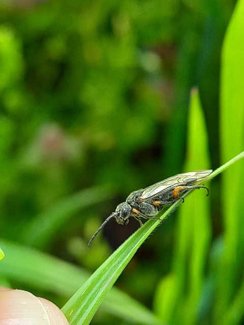 Dolerus