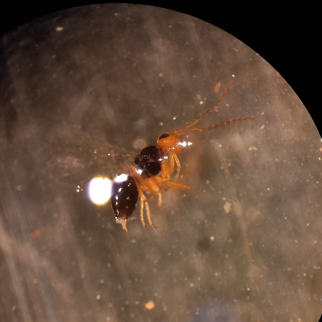 Alloxysta