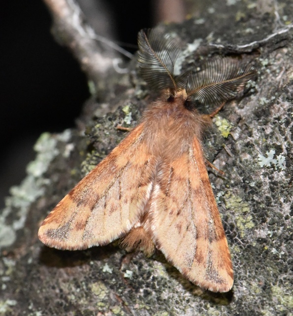Ptilophora plumigera - tollas púposszövő