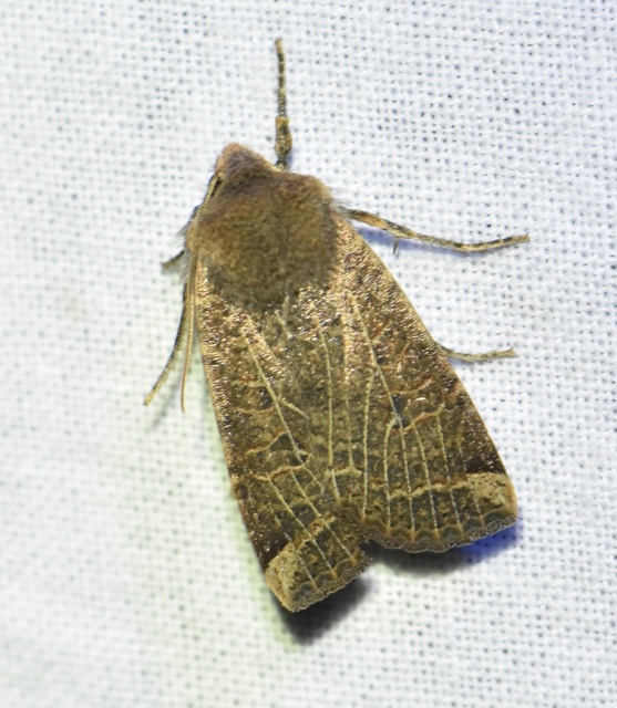 Conistra veronicae - veronika-őszibagoly
