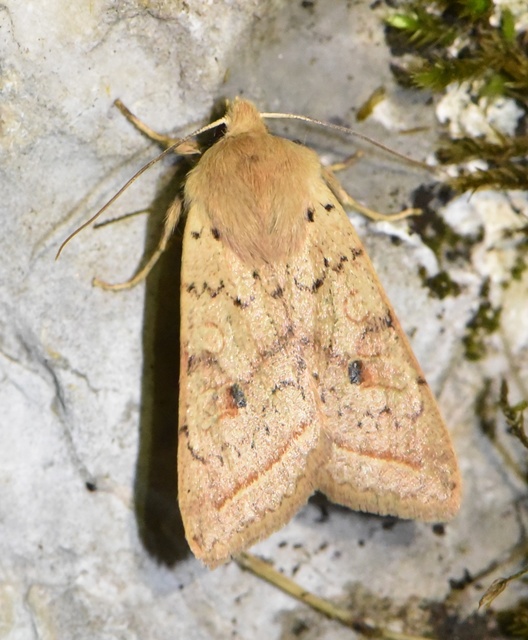 Leptologia macilenta - gyertyán-őszibagoly