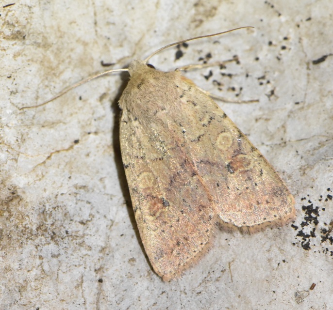 Propenistra laevis - könnyű őszibagoly