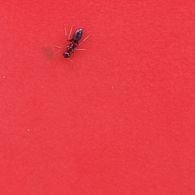 Dolichoderus quadripunctatus - négypettyes erdeihangya