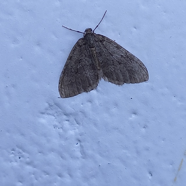 Epirrita christyi/dilutata