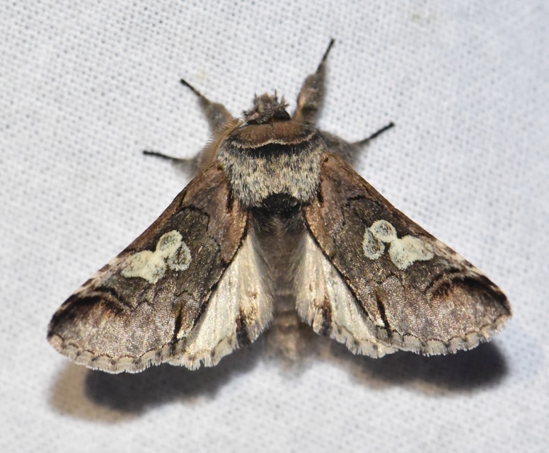 Diloba caeruleocephala - őszi kékesbagoly