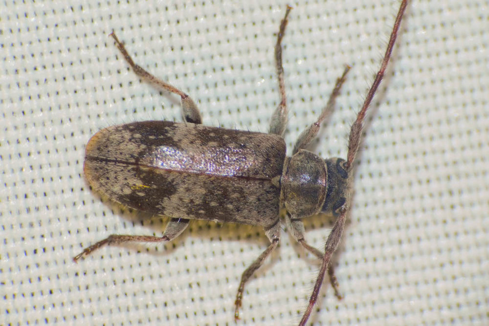 Exocentrus adspersus - tölgyfa-rőzsecincér