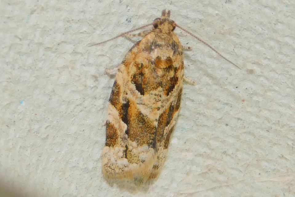 Argyrotaenia ljungiana - ékes sodrómoly