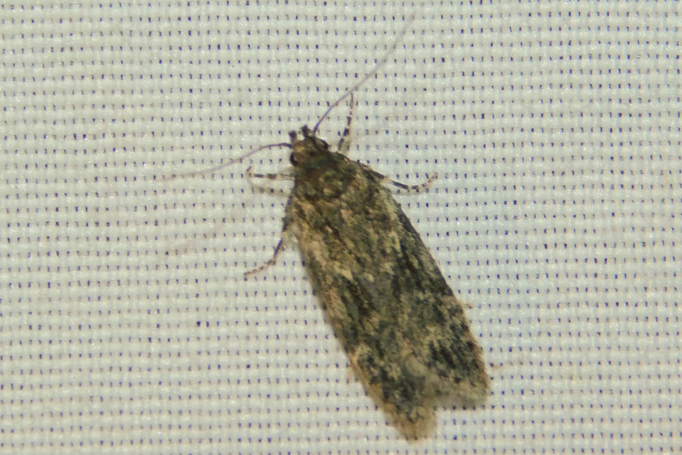 Anarsia