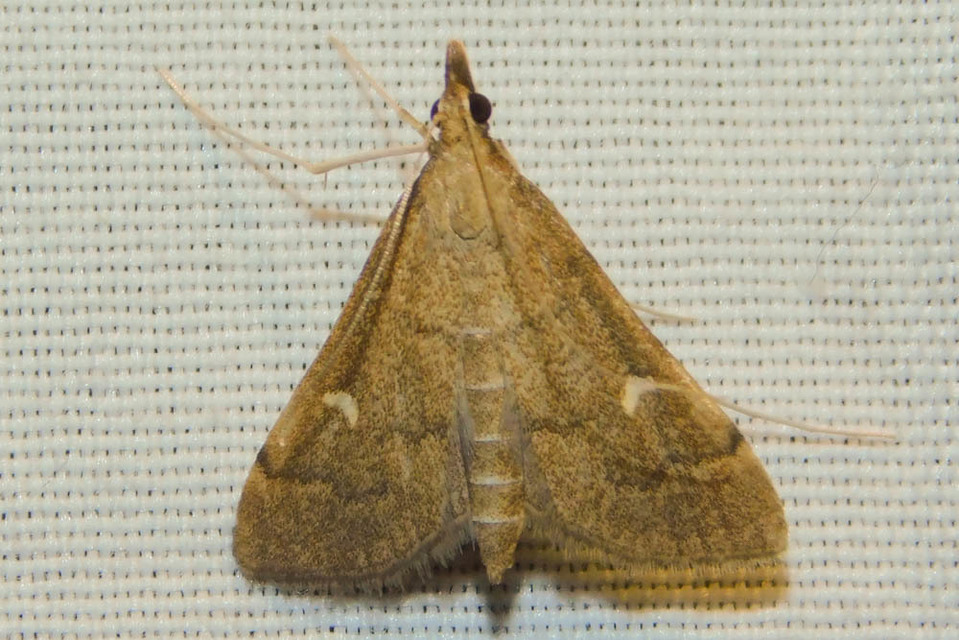 Dolicharthria punctalis - hosszúlábú tűzmoly