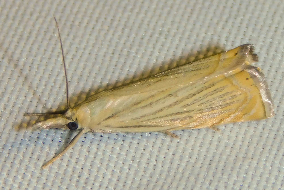 Chrysoteuchia culmella - kerti fűgyökérmoly
