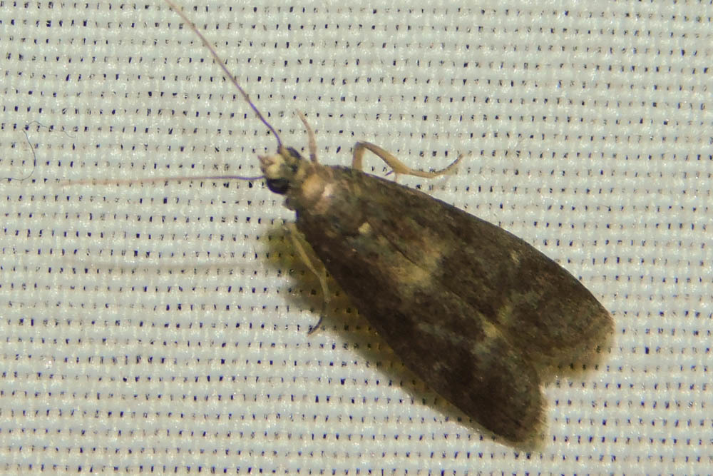 Glyptoteles leucacrinella - turjáni karcsúmoly