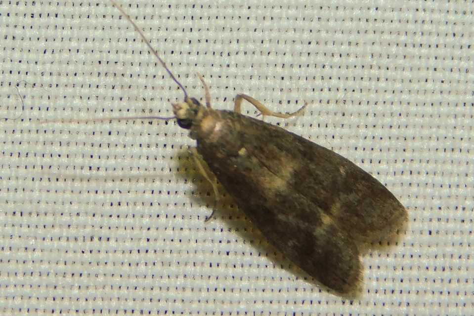 Glyptoteles leucacrinella - turjáni karcsúmoly