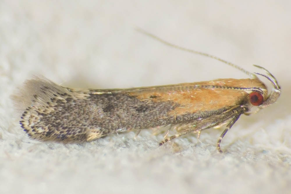 Stomopteryx remissella - ibolyafényű övesmoly