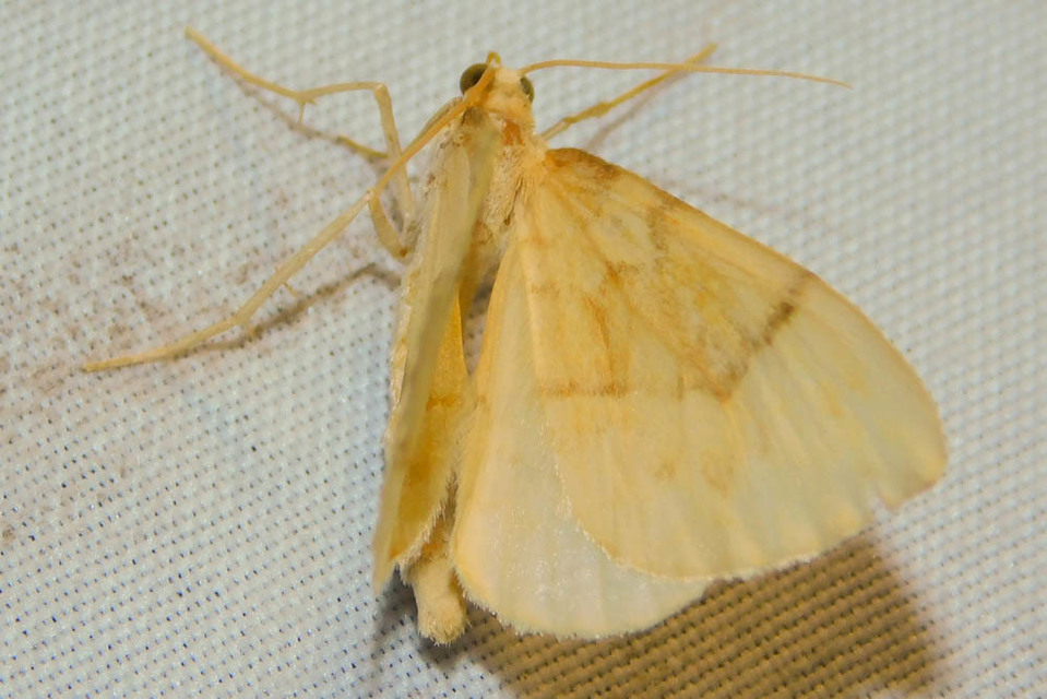 Eulithis pyraliata - sárga galajaraszoló