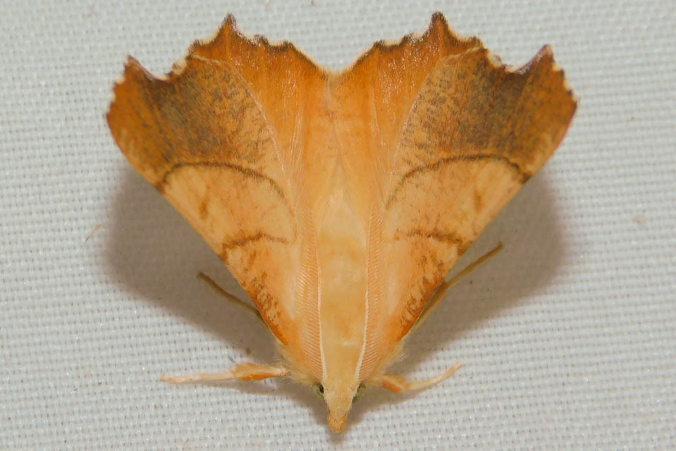 Ennomos fuscantaria - kőris-levélaraszoló