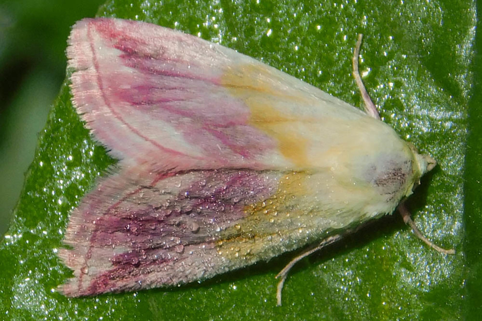 Eublemma purpurina - bíboros törpebagoly