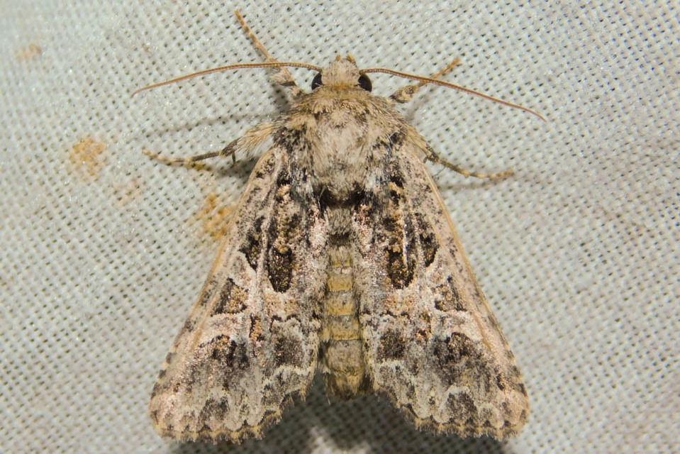 Hadena bicruris/capsincola
