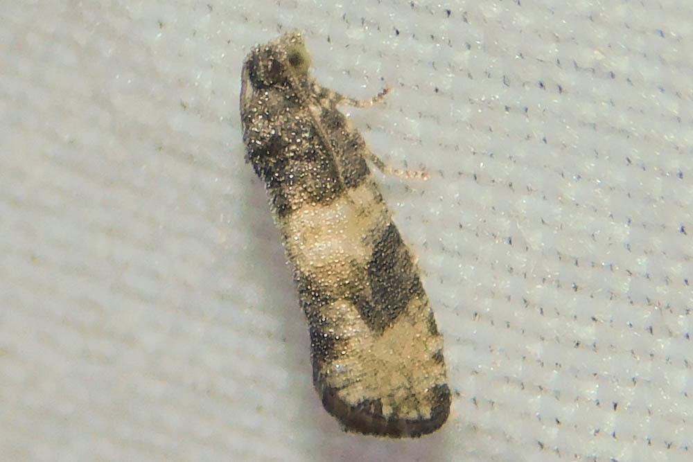 Piniphila bifasciana - tobozrágó tükrösmoly